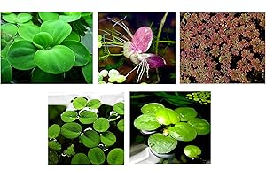 AQUATIC DISCOUNTS 30 Surface/Floating Live Aquarium (Pond) Plants / 5 Different Kinds - Water Lettuce, Amazon Frogbit, Fairy Moss, Giant Duckweed, Water Spangles!