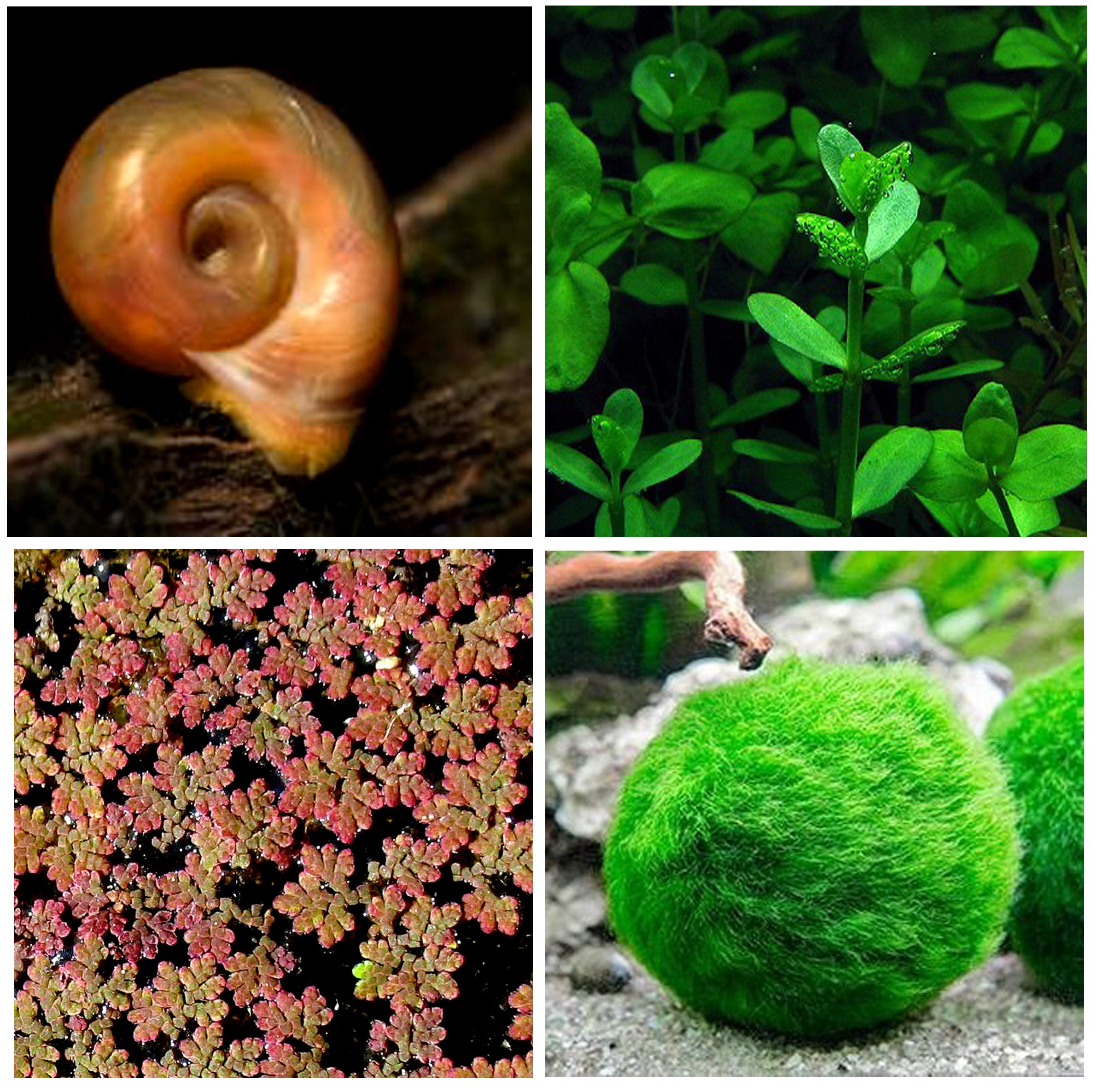 Buy Live Fish Online in KSA at Low Prices at desertcart