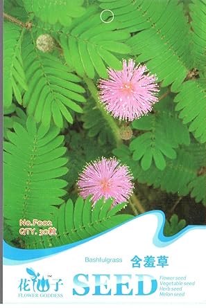 semillas y cosas Sensible Planta 40 semillas – Hojas Move ...