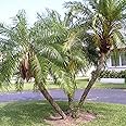 Palm Beach Medicinal Herbs - Pygmy Date Palm (Phoenix Roebelenii) - Packet of 10 Seeds