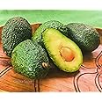 KEJORA 8 Premium Fresh California Hass Avocados