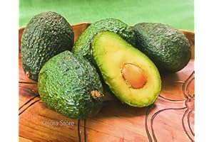 KEJORA 8 Premium Fresh California Hass Avocados