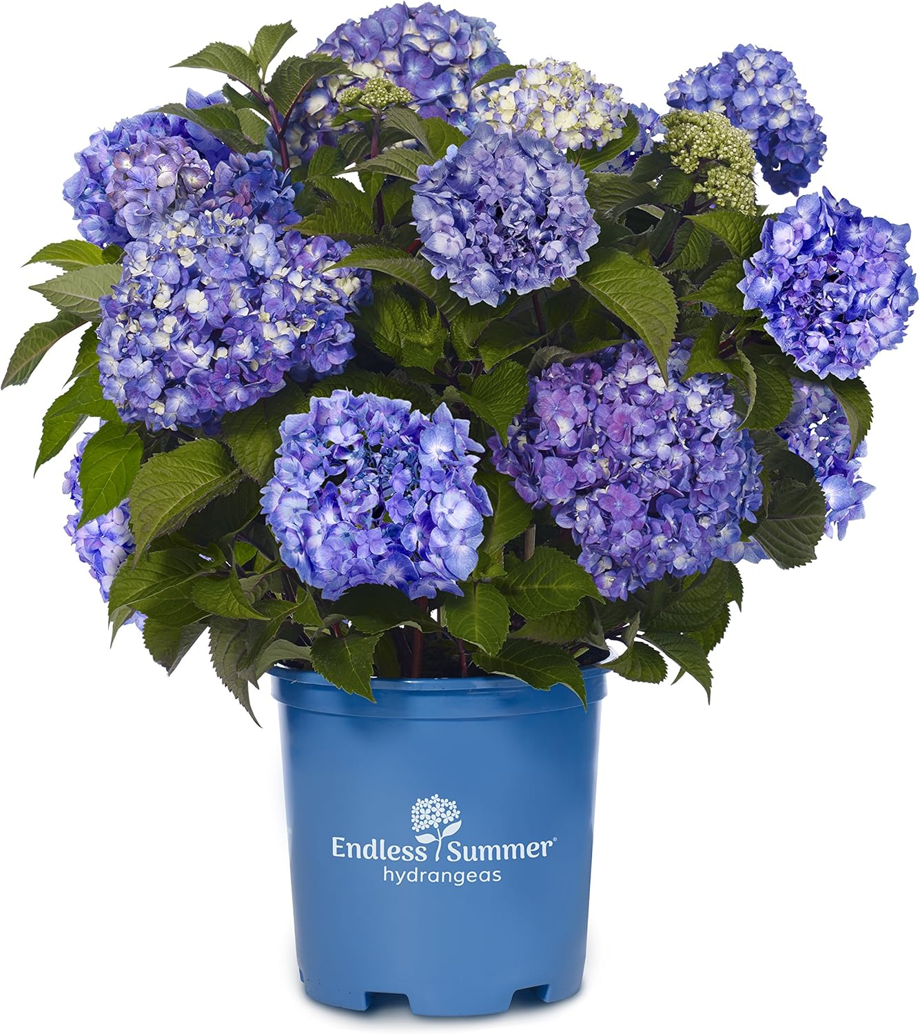 Endless Summer Collection Hydrangea mac. Endless Summer