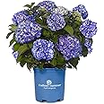 Endless Summer Collection - Hydrangea mac. Endless Summer BloomStruck (Reblooming Hydrangea) Shrub, RB purple, #2 - Size Container