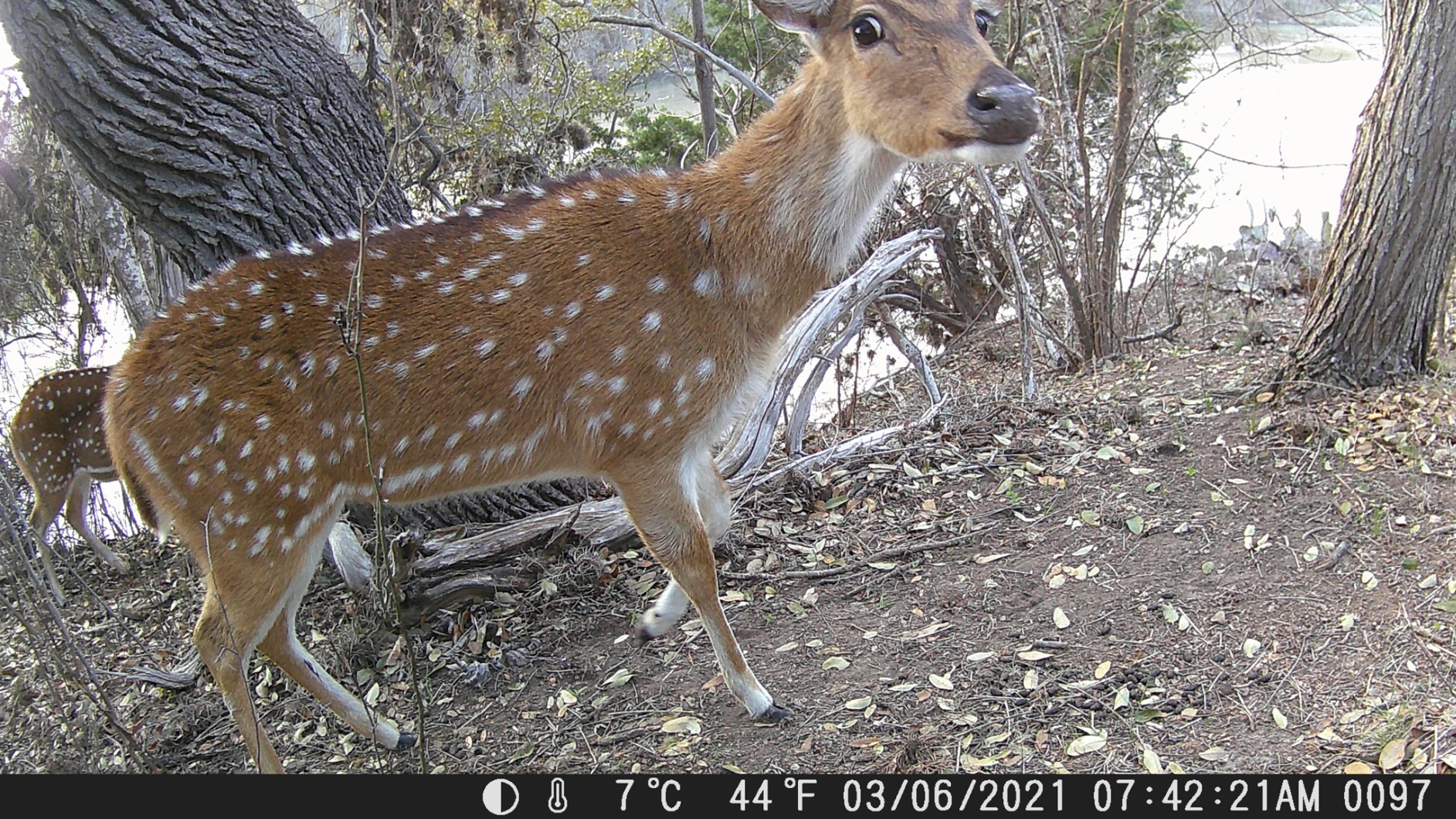 16mp trail camera