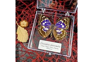 WEI-SECRET Real Taxidermy Butterfly - Butterfly Specimen Artwork Material Decor, Taxidermy Animals Transparent Box Multiple Choice (Grey Butterfly Gift)