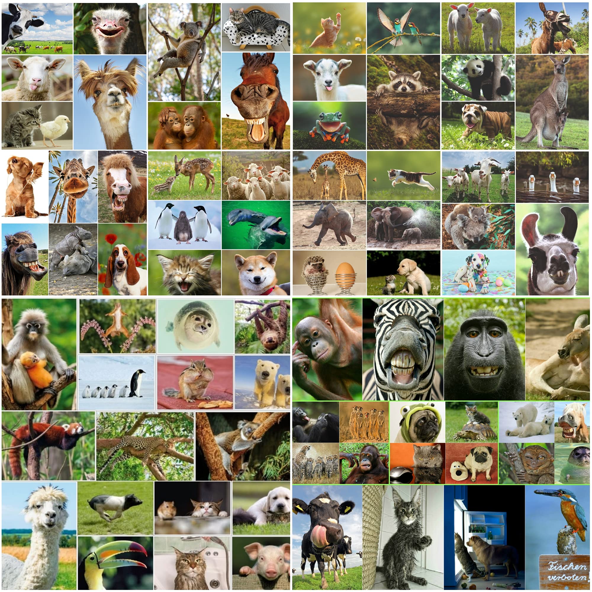 Edition Colibri 100 animal postcards in a set, all different cards from animals all over the world - perfect for collectors, schools or postcrossing