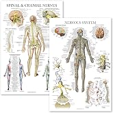 Palace Learning 2 Pack - Spinal Nerves &amp; Nervous System Anatomy Posters - Set of 2 Anatomical Charts - Spine/Nervous - Laminated 18" x 24"