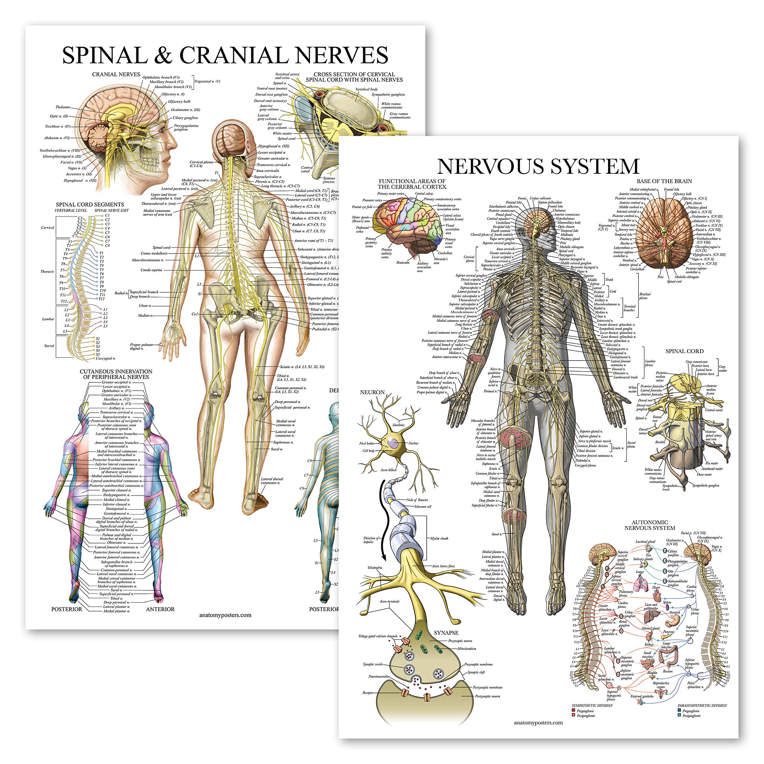 Palace Learning 2 Pack - Spinal Nerves & Nervous System Anatomy Posters - Set of 2 Anatomical Charts - Spine/Nervous - Laminated 18" x 27"