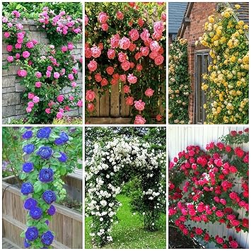 NooElec Seeds India 6 Varieties Climbing Rose Flower Seeds (Red, Yellow, White, Pink, Purple, Blue)