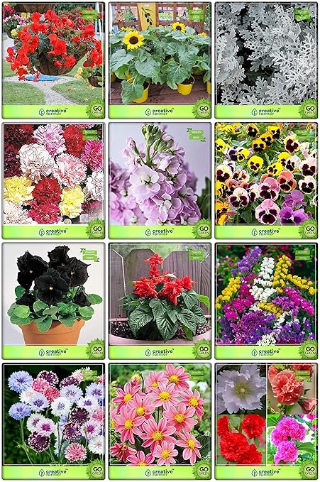 Creative Farmer Best Collection Combo Flower Seeds : Begonia, Sunflower Giant Dwarf, Cineraria-Silver Dust, Carnation Gaint, Stocks Mammoth, Viola Tricolor, Pansy-Black, Salvia, Statica-Pacific Mixed, Cron Flower, Dahlia- Dwarf, Hollyhocks Terrace Gardening