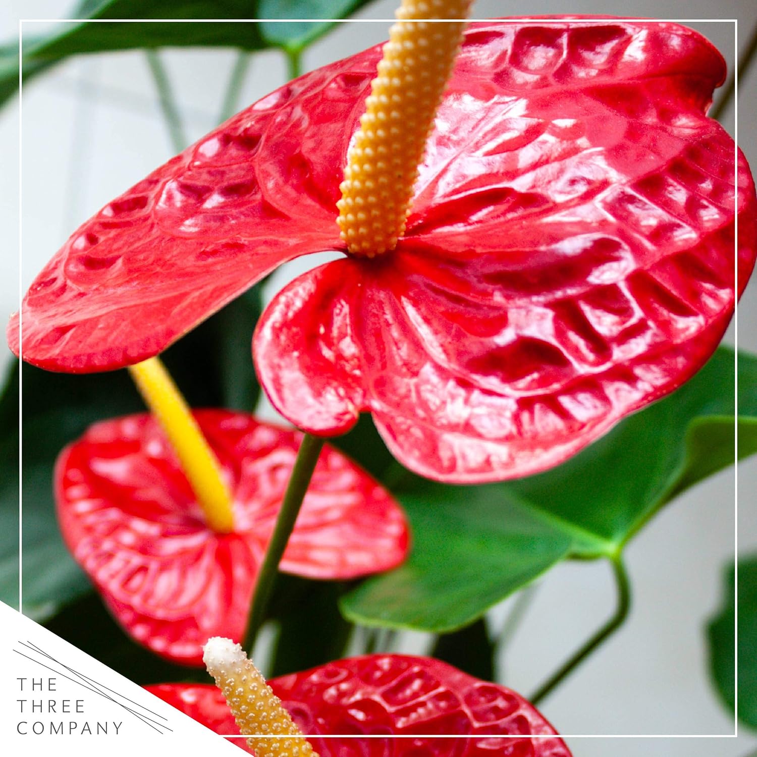 Per (3 Anthurium Red Flowering Live Company Three The Pack