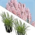 Live Ornamental Perennial Grass - Pink Pampas (2 Plants Per Pack) - Showy Accent Plant - 12" Tall by 6" Wide in 1.5 Quart Pot