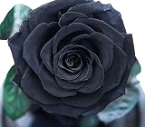 INTIGNIS Black Eternal Forever Rose | Preserved Gift for Women view 6