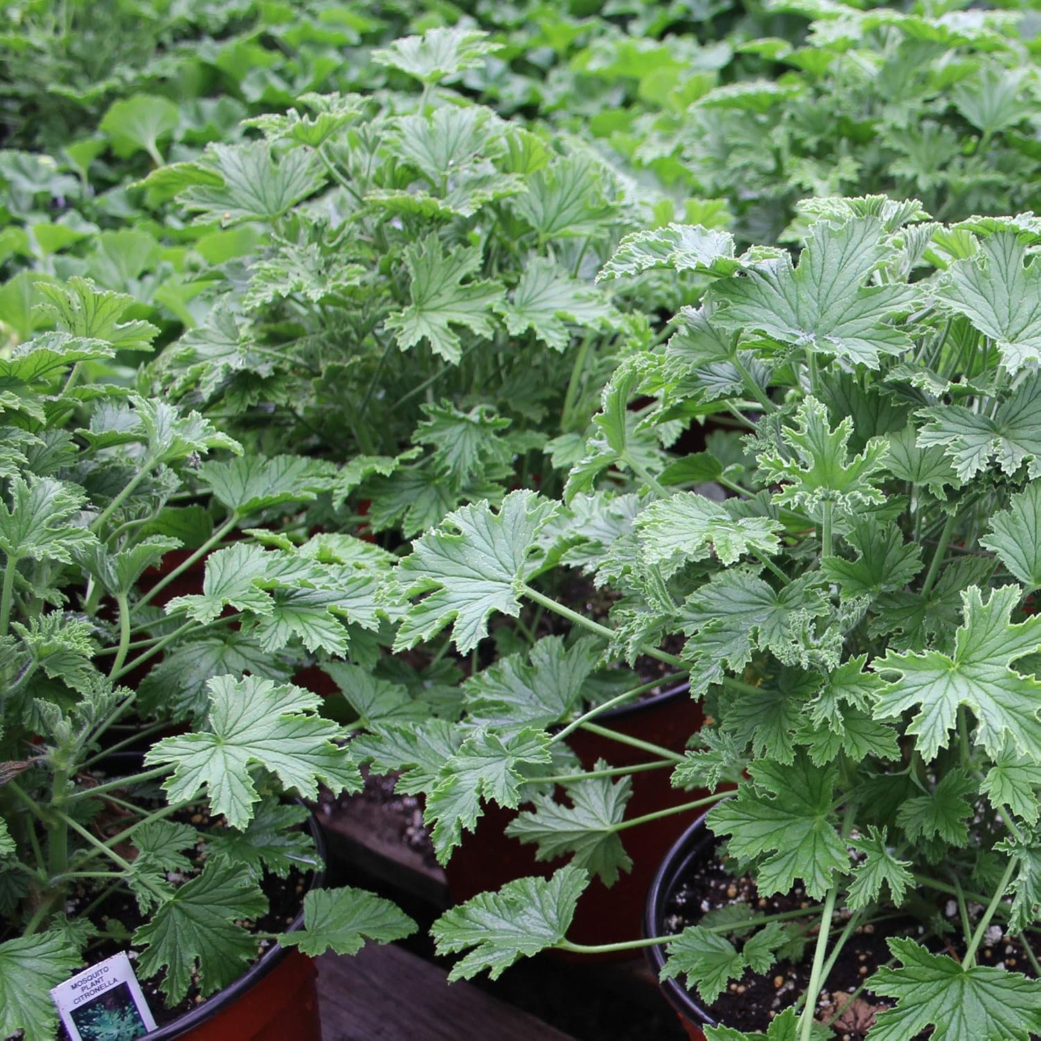 Geraniums Citronella 4.5" Pot 3 Pack Geraniums Citronella 4.5" Pot 3 Pack
