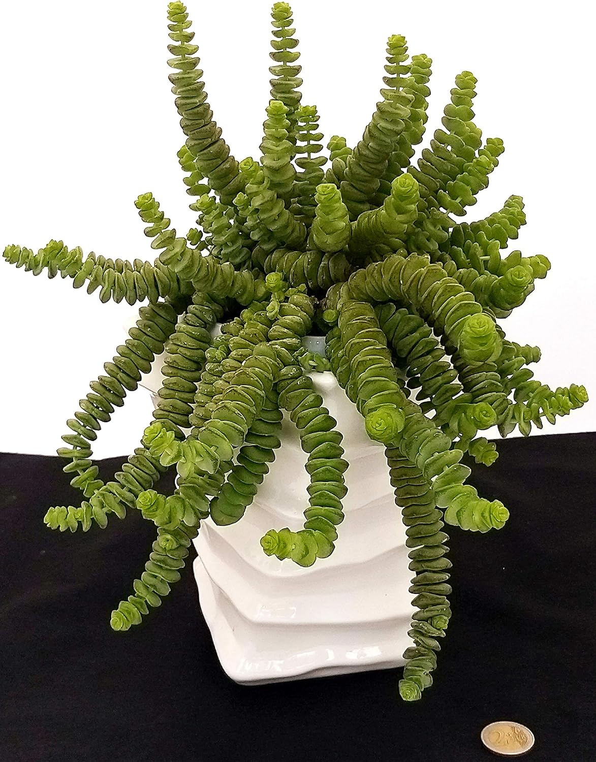 CRASSULA HOTTENTOT, collar de jade, en maceta de cerámica ...