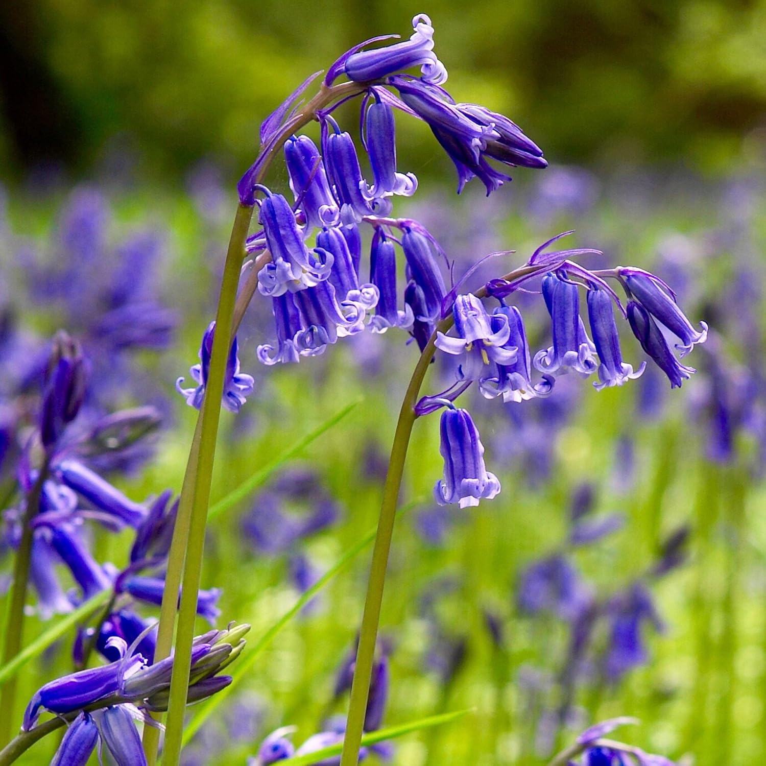 by Woodland bulbs® English Bluebell Bulbs Bluebell Bulbs for Planting