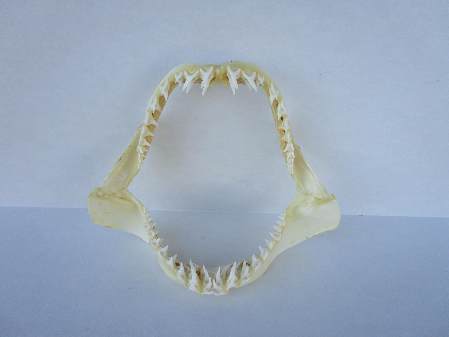 10 inch Real Mako Shark Jaw decor
