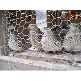 Fertile Coturnix Quail Hatching Eggs (24 Eggs)