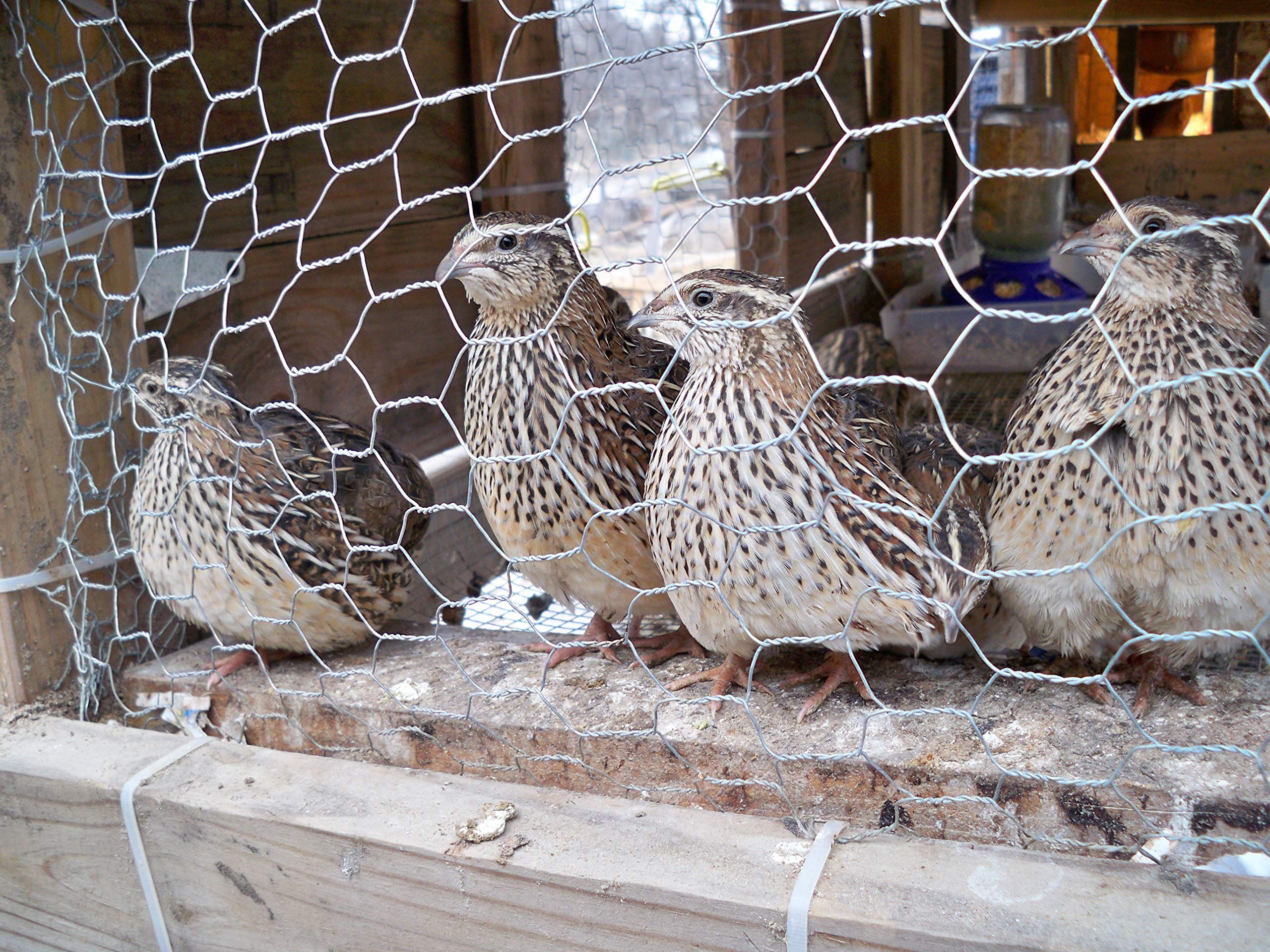 Fertile Coturnix Quail Hatching Eggs