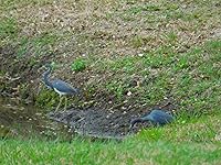 Review Image by Rhonda Farkas