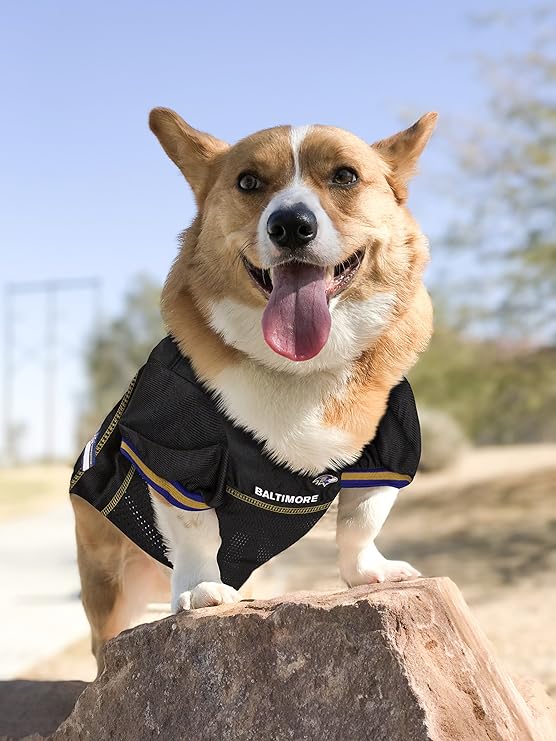 baltimore ravens dog jersey