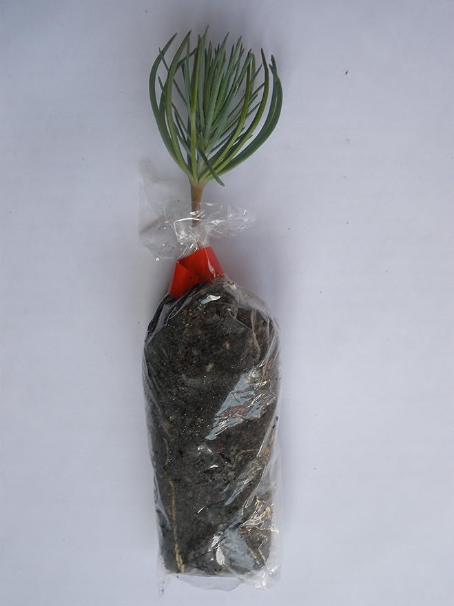 Italian Stone Pine, Umbrella Pine, Parasol Pine, Pinus Pinea Plug Plant
