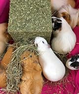 Rosewood I Love Hay Forage Cube Small Animal Treat Pack of 2 Medium view 3