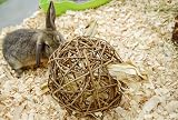 HappyPet Natural Willow Ball Small Animal Chew Toy Large Eco Friendly view 5
