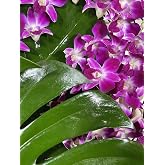 Purple Dendrobium Fresh Cut Orchids 100 pack or 2x50 Count packs for Lei and Food Decorations (Red Sonia)