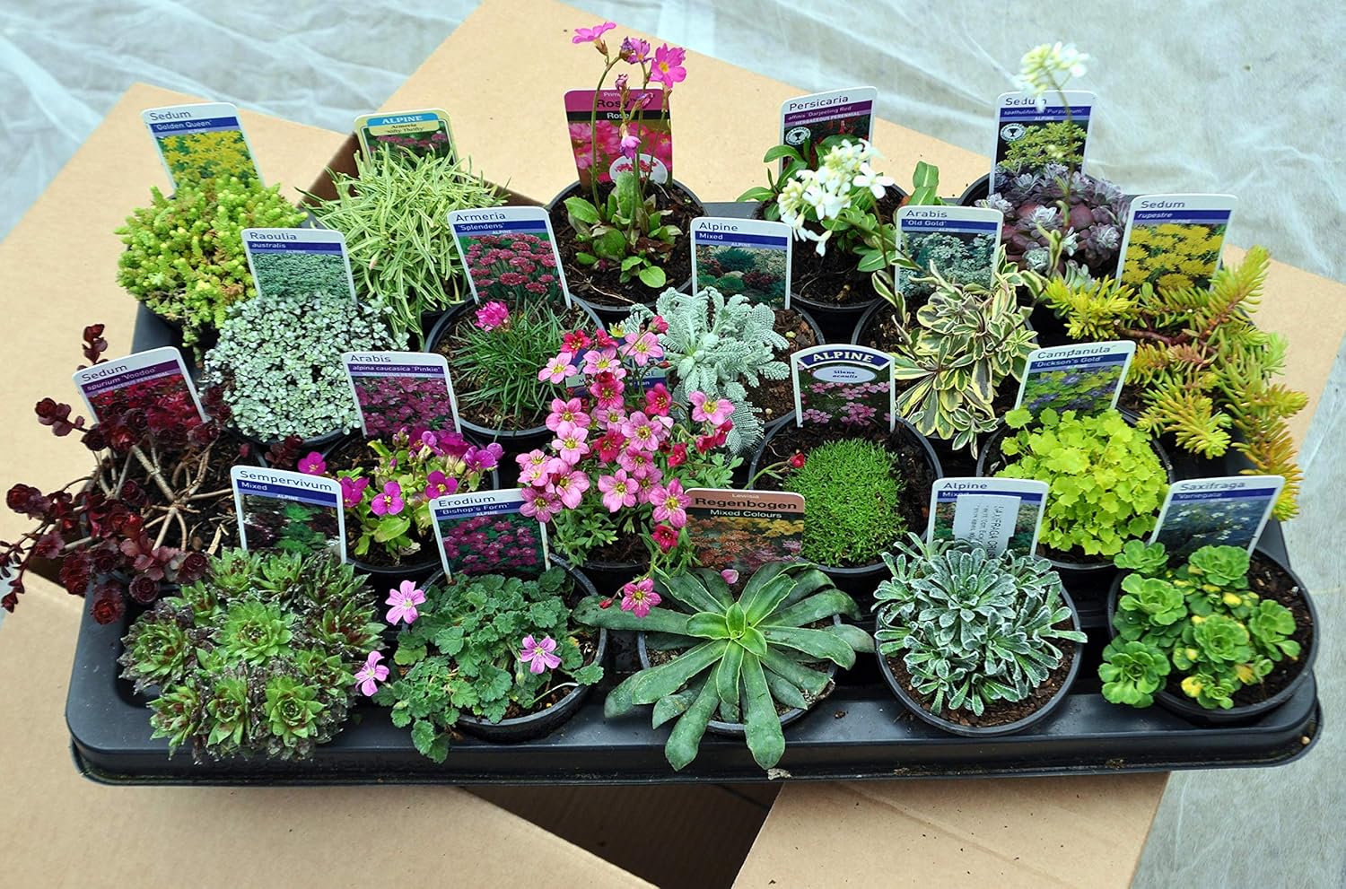 20 Mixed Alpine Plants in 9cm POTS Quality Alpine Plant Collection of