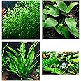 Aquatic Discounts - 3 Different Types of Beginner/Super Easy Live Aquarium Plants - Bacopa + Anubias + Java Fern BU Y 2 GET 1 F R EE!