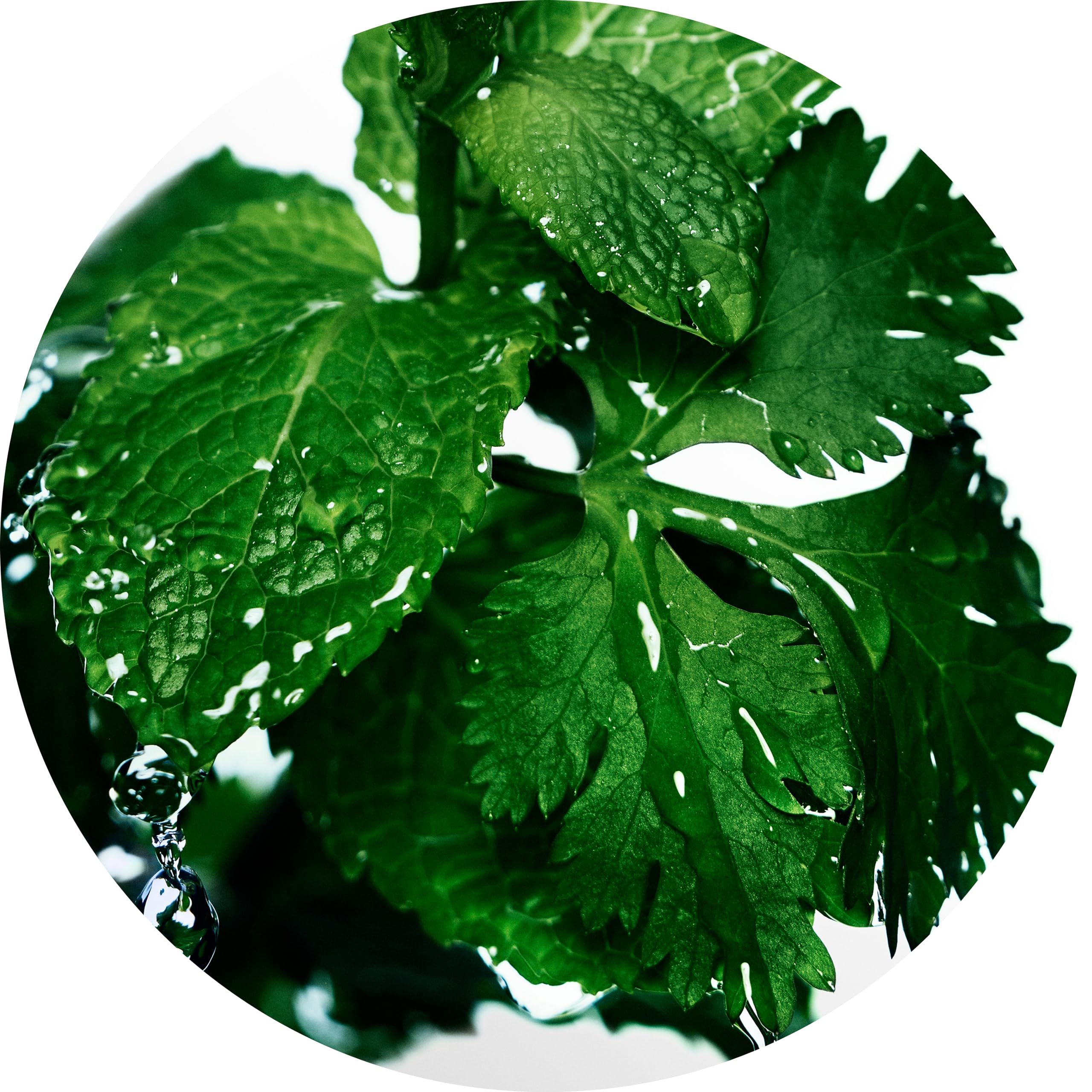 Davidoff Cool Water Men\'s Deodorant Stick With Notes of Coriander, Mint, Lavender & Amber 2.5 fl oz