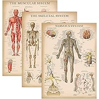 Palace Learning 3 Pack - Vintage Muscle + Skeleton + Nervous System Anatomy Poster Set - Muscular and Skeletal System Anatomi