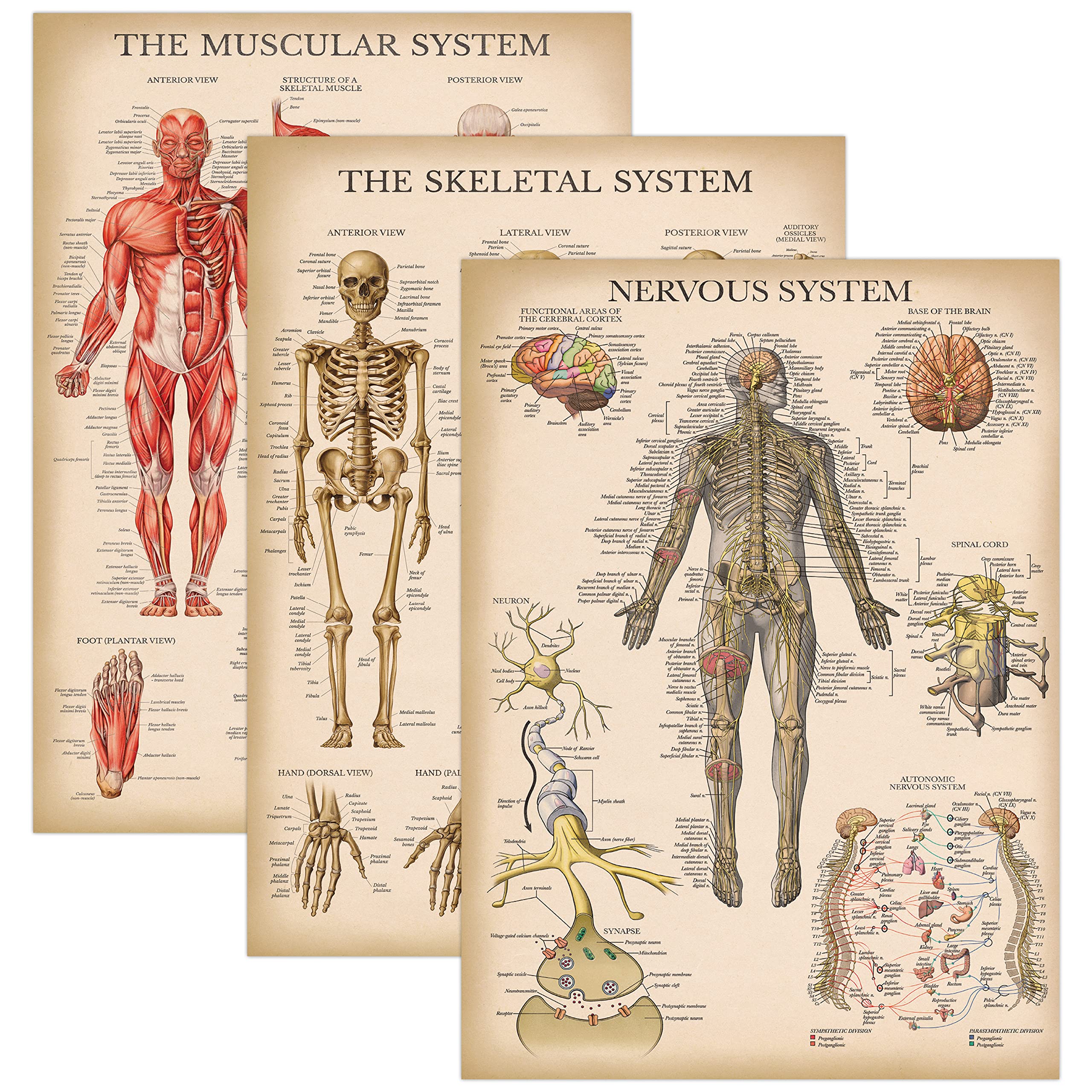 Palace Learning 3 Pack - Vintage Muscle + Skeleton + Nervous System Anatomy Poster Set - Muscular and Skeletal System Anatomical Charts - Laminated 18" x 24"