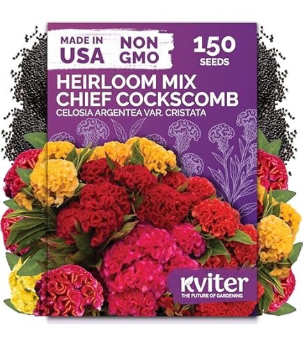 Amazon.com : Cockscomb Seeds, Mixed Colors - Amazing Garden Flower - Made  in USA - Celosia Seeds (500 Seeds) : Patio, Lawn & Garden