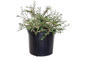GREEN PROMISE FARMS Cotoneaster apiculatus (Cranberry Cotoneaster) Shrub, #2 - Size Container