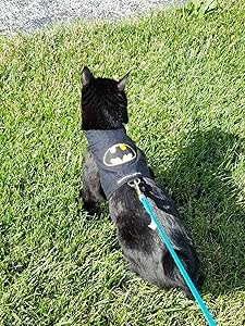 dry cat food for urinary tract health