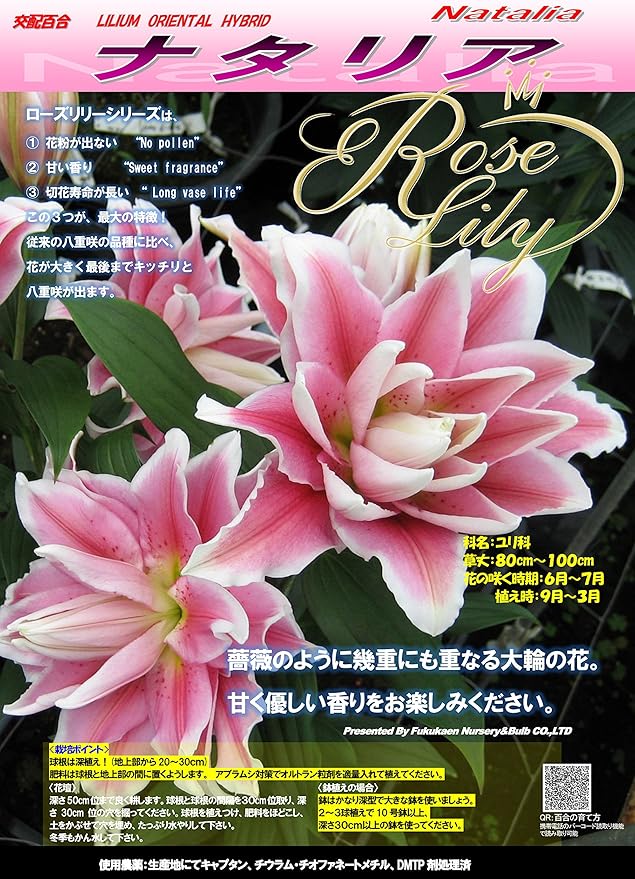 Amazon ゴージャスな八重咲百合球根 ローズリリー ナタリア 大球 3球 球根