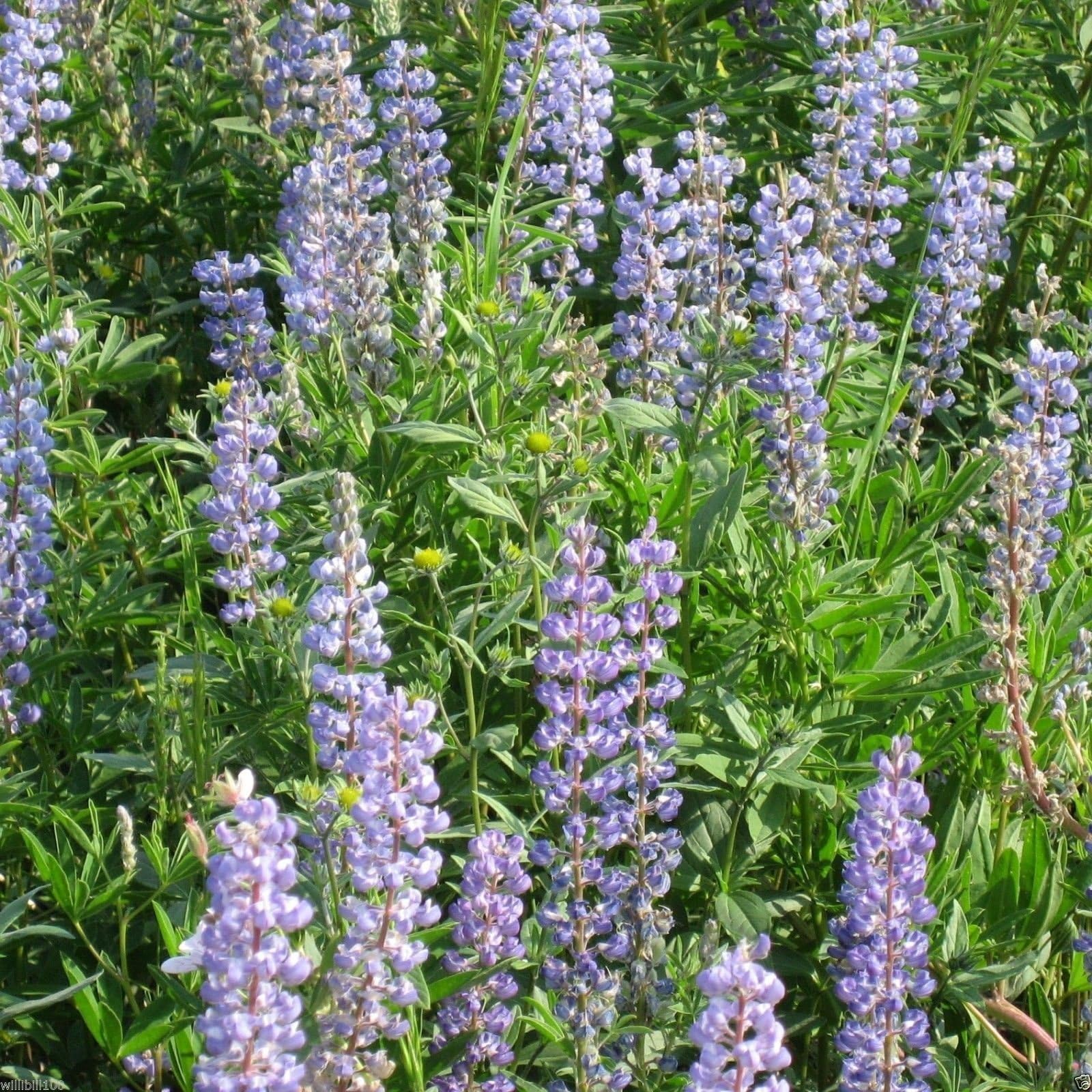 Lupinus argenteus,SILVERLEAF LUPINE- (500 Seeds) Perennial