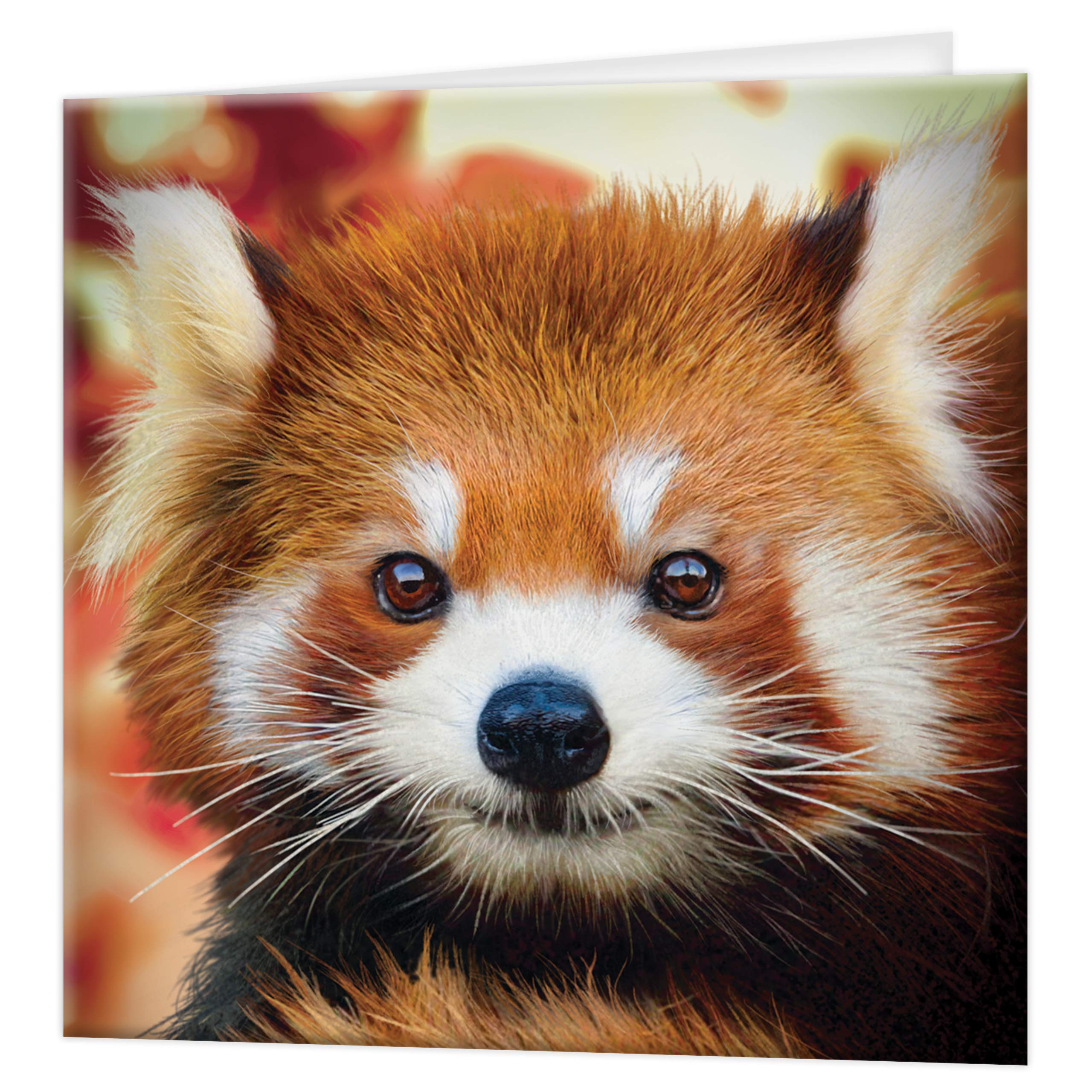 3D LiveLife Greeting Card - Baby Red Panda from Deluxebase. Lenticular 3D Blank Greeting Cards with Envelopes. Cute Red Panda All Occasion Greeting Cards featuring Original Artwork by David Penfound. โ image 1