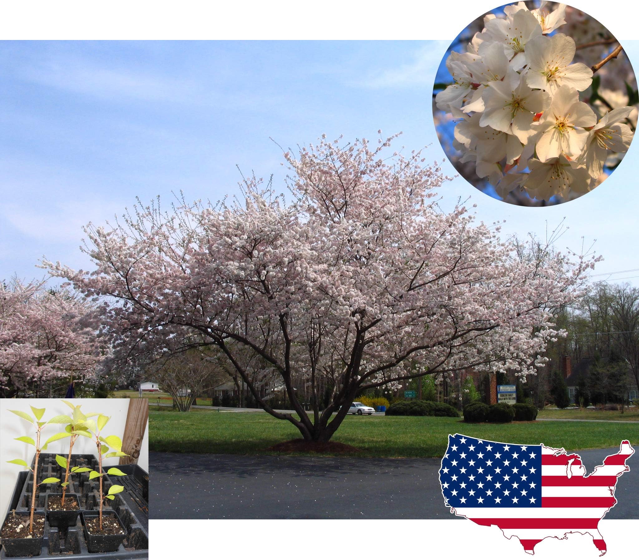 COMFOREST 3 Plants Flowering Cherry Trees Prunus x Yeodensis Shidare Japanese Yoshino - DO NOT Ship to AR, CA
