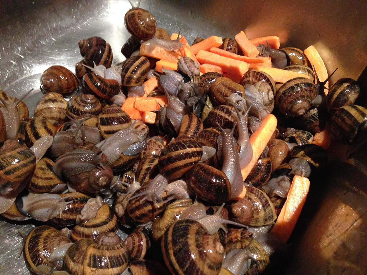 EscargotsNI SecondclassLiveSnailsReptileLiveFoodsmalldamageof