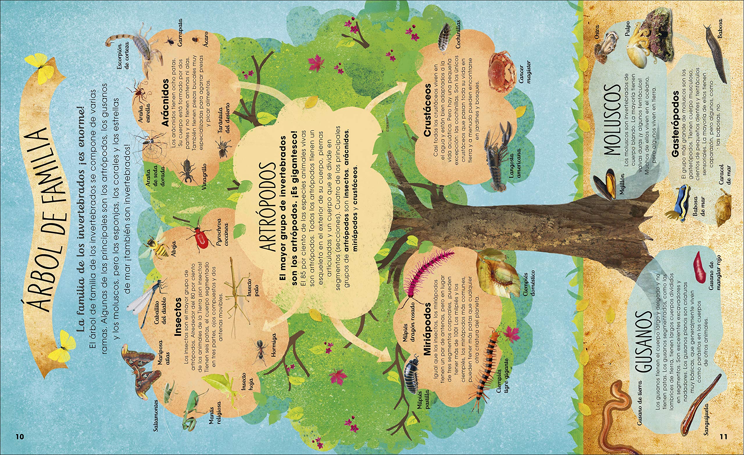 La Vida Secreta De Los Insectos Aprendizaje Y Desarrollo Spanish Edition French Jess French Jess 9780241469286 Amazon Com Books