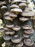 100 Shiitake Mushroom Spawn Plugs to Grow Gourmet