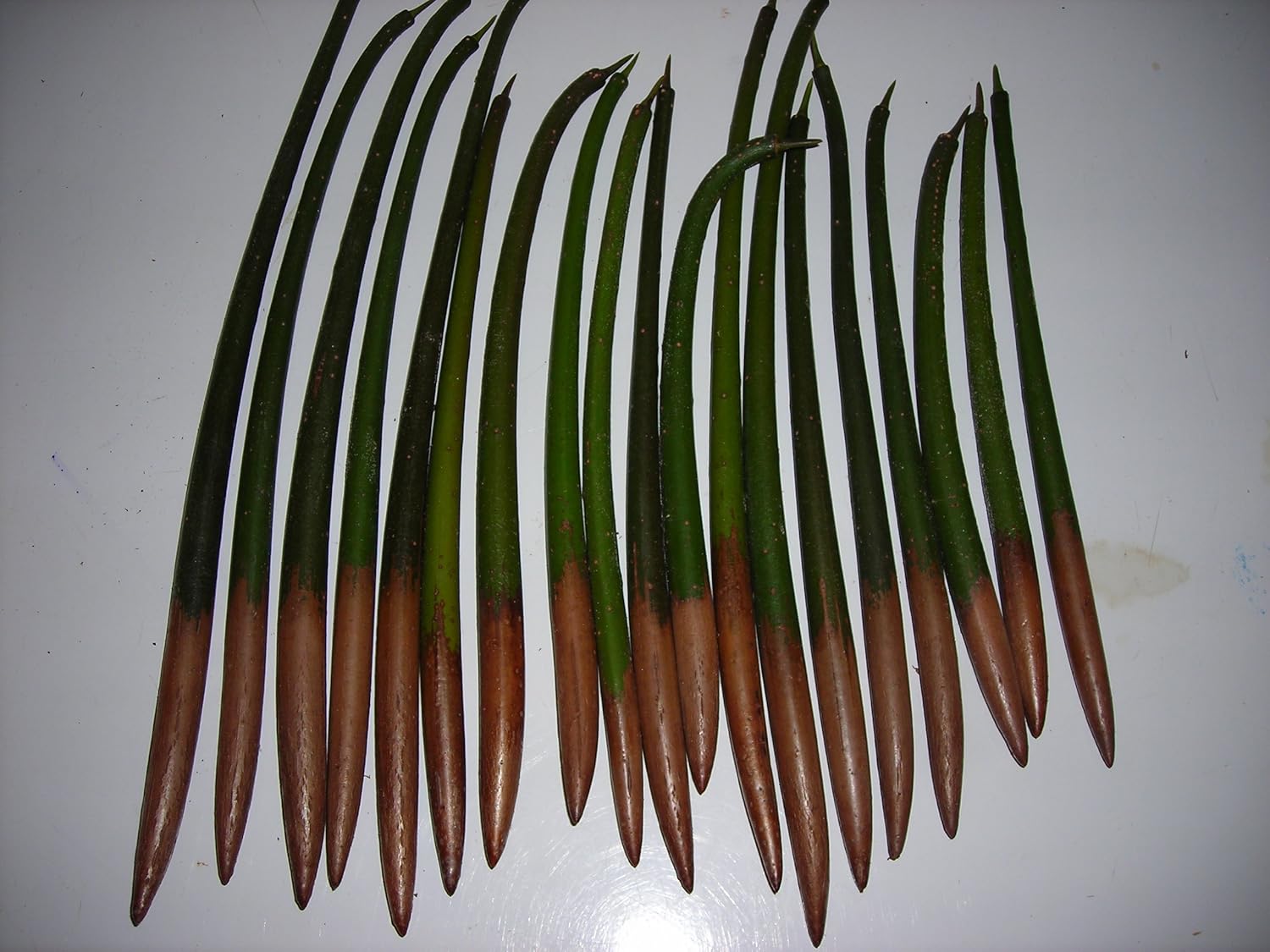 200 RED MANGROVE SEEDS FRESH OR SALT WATER Aquatic