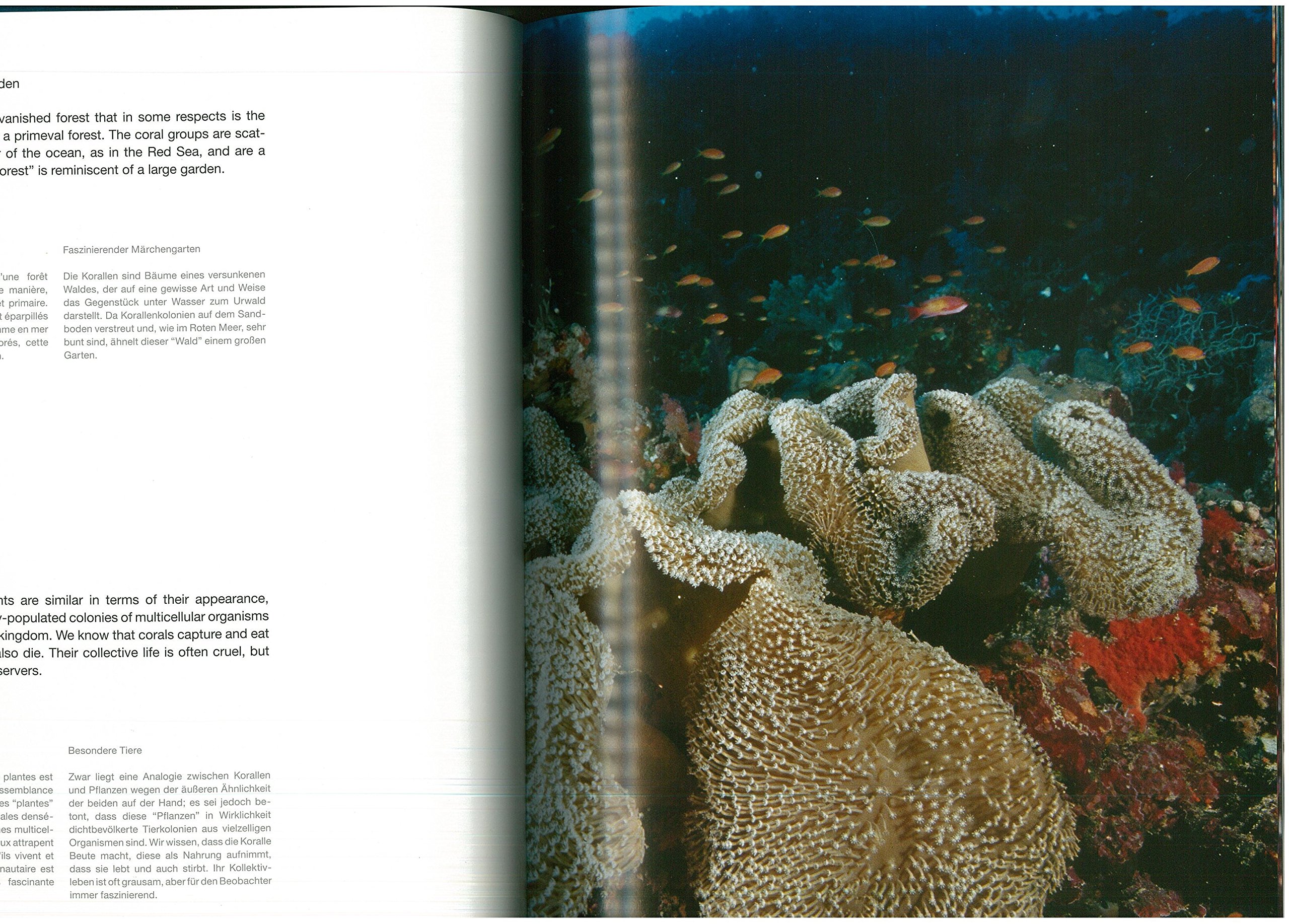 Engineers Of The Sea 50 Years Of Coral Reef Expeditions Iwc Special Publication Cousteau Society Roberto Rinaldi Francine Cousteau Amazon Com Books