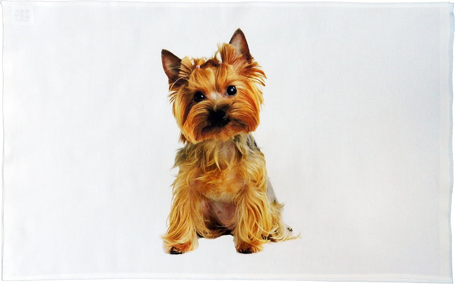 fluffy yorkshire terrier