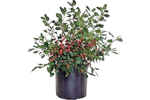 GREEN PROMISE FARMS Ilex verticillata 'Red Sprite' (Winterberry) Shrub, XL red fruit, 3 - Size Container