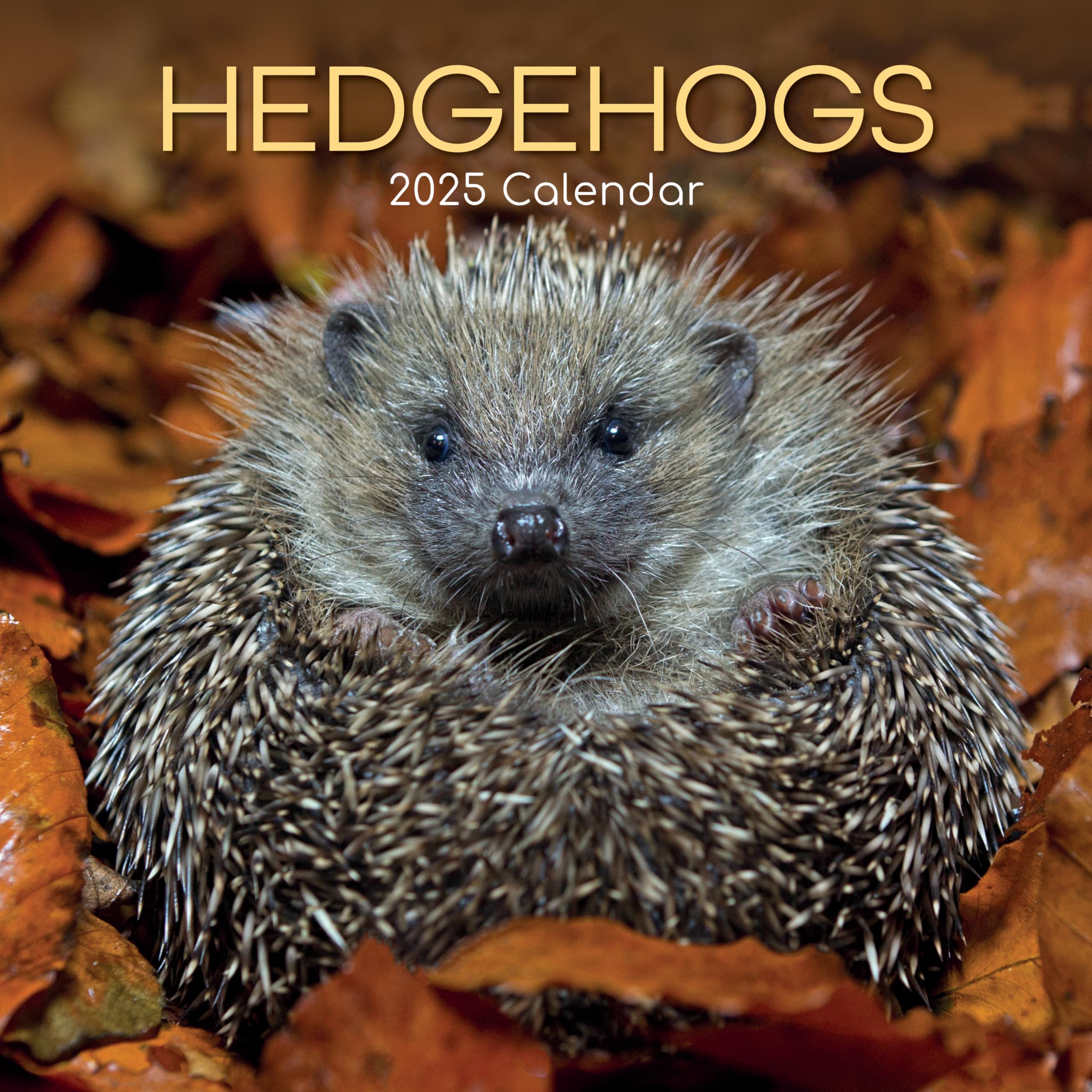 2025 Square Wall Calendar, Hedgehogs, 16-Month Animals Theme with 180 Reminder Stickers (30 x 30 CM)